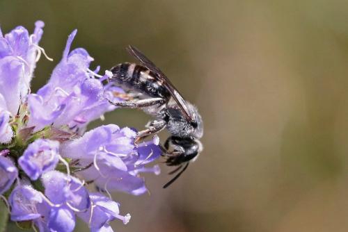 Réf. 266 144 : Lasioglossum sp.